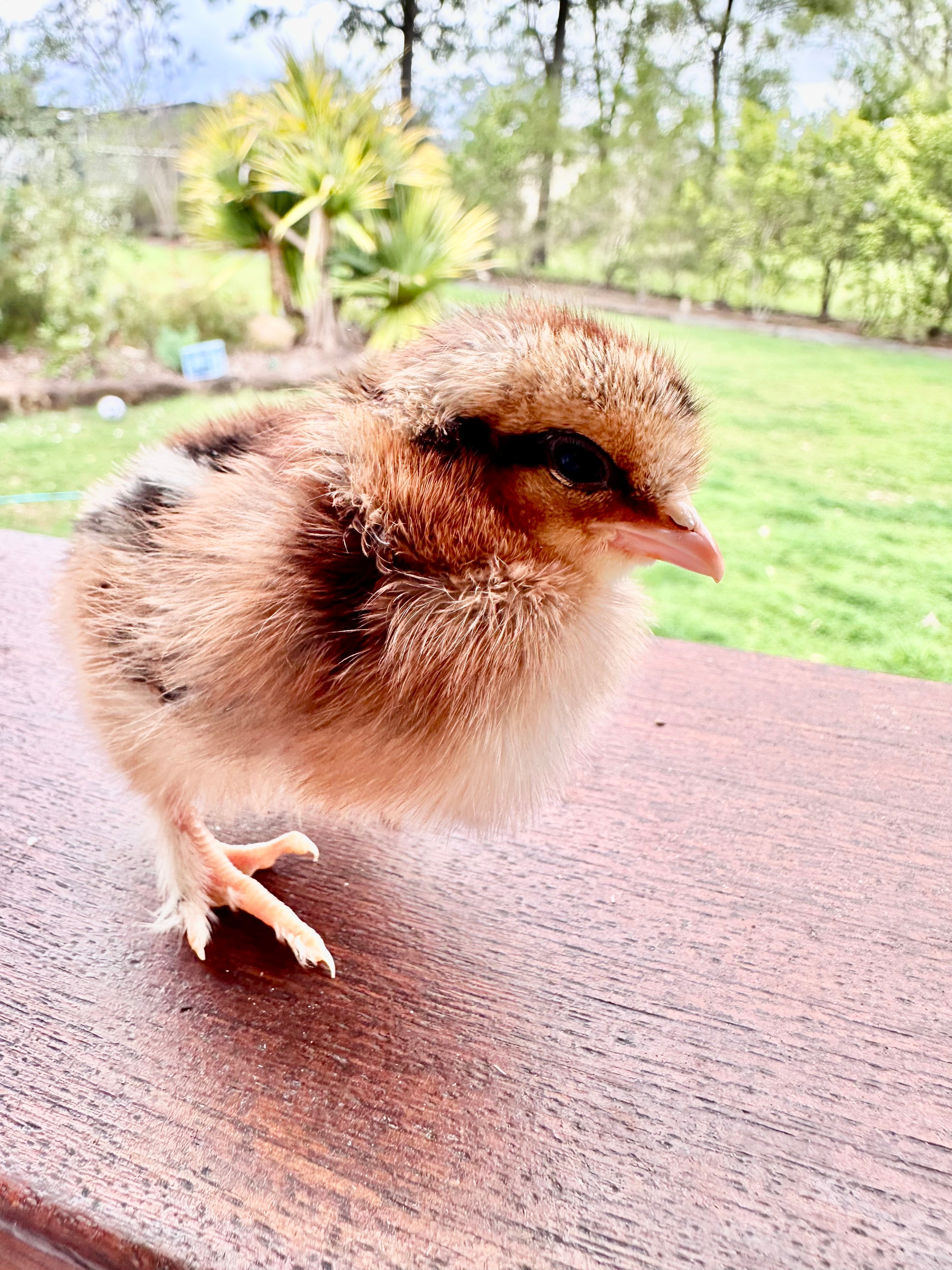 Chickens, Chicks & Eggs